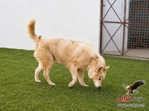 كلاب للتبني مزرعة عرابي dogs for adoption in egypt f3