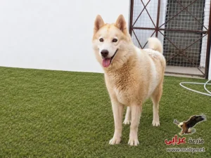 كلاب للتبني مزرعة عرابي dogs for adoption in egypt f4
