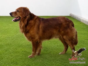 كلاب للتبني مزرعة عرابي dogs for adoption in egypt golden o