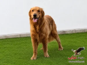 كلاب للتبني مزرعة عرابي dogs for adoption in egypt golden o3
