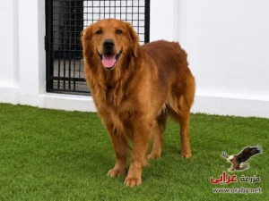 كلاب للتبني مزرعة عرابي dogs for adoption in egypt golden o4
