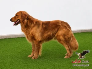 كلاب للتبني مزرعة عرابي dogs for adoption in egypt golden o5