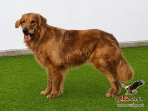 كلاب للتبني مزرعة عرابي dogs for adoption in egypt golden o6