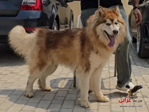 كلاب للتبني مزرعة عرابي dogs for adoption in egypt husky 1