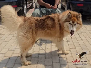كلاب للتبني مزرعة عرابي dogs for adoption in egypt husky 2