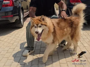 كلاب للتبني مزرعة عرابي dogs for adoption in egypt husky 4