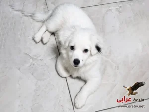 كلاب للتبني مزرعة عرابي dogs for adoption in egypt griff d