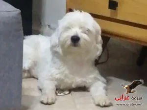 كلاب للتبني مزرعة عرابي dogs for adoption in egypt griffon