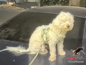 كلاب للتبني مزرعة عرابي dogs for adoption in egypt griffon 2