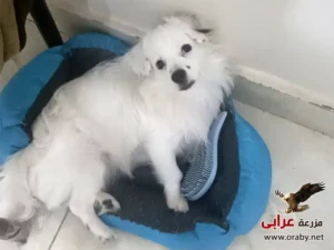 كلاب للتبني مزرعة عرابي dogs for adoption in egypt griffon d
