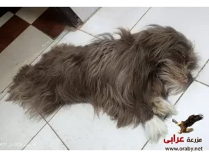 كلاب للتبني مزرعة عرابي dogs for adoption in egypt havenese 1