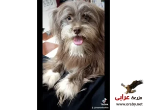 كلاب للتبني مزرعة عرابي dogs for adoption in egypt havenese 2