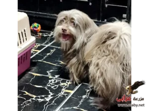 كلاب للتبني مزرعة عرابي dogs for adoption in egypt havenese