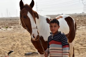 خيل للبيع في مصر - map - مزرعة عرابي للخيول المميزة و الانتاج الحيوانى - حصان ملون فلسطيني (1)