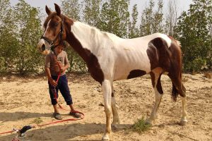 خيول للبيع فى مصر - مزرعة عرابي - oraby farm - safy